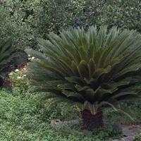 گل سیکاس