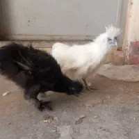 دو عدد خروس ابریشمی