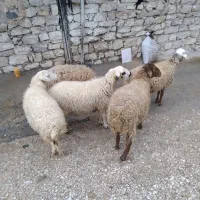 فروش گوسفند|حیوانات مزرعه|کلاشی, |دیوار
