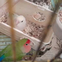 طوطی برزیلی فوق العاده استثنایی وباهوش