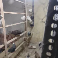 کبوتر کفتر|پرنده|فردیس, ثابتی|دیوار