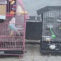 مرغ عشق|پرنده|ری, جوانمرد قصاب|دیوار