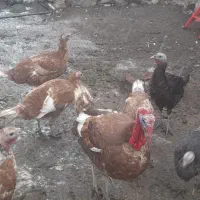 بوقلمون|حیوانات مزرعه|مشگین شهر, |دیوار