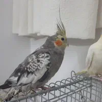 عروس هلندی جوان و دستی