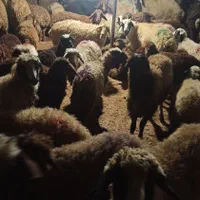 ایام عید گوسفند چاق و زنده برای مراسمات|حیوانات مزرعه|تهران, پردیسان|دیوار