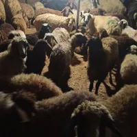ایام عید گوسفند چاق و زنده برای مراسمات|حیوانات مزرعه|تهران, شهرک ژاندارمری|دیوار