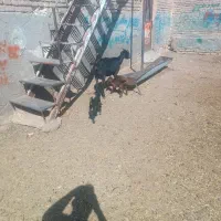 بز زاییده ویره شیری