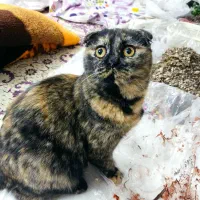 گربه اسکاتیش