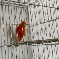 قناری نر مست|پرنده|بندر ماهشهر, |دیوار