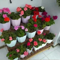خدمات باغبانی وگل آپارتمانی درمنزل وشرکت|خدمات باغبانی و درختکاری|تهران, توحید|دیوار