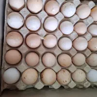 فروش عمده تخم مرغ ارگانیک|خوردنی و آشامیدنی|آمل, |دیوار