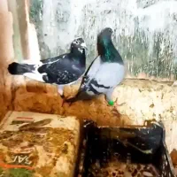 سرور سار گراف سوسکی سه رگ ابلغ|پرنده|مشهد, سجاد شهر|دیوار