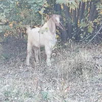 بز نر|حیوانات مزرعه|دینور, |دیوار