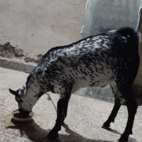 کهره نر|حیوانات مزرعه|بندرعباس, |دیوار