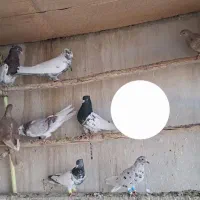 کبوتر رنگی سرور دمبی کفتر هوایی نر|پرنده|اصفهان, قائمیه|دیوار