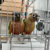 جفت گرینچیک دستی