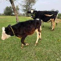 دورگ هلشتاین (جوان) با گوساله نر سیمینتال|حیوانات مزرعه|رشت, سعدی (تختی)|دیوار