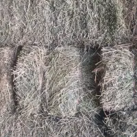 یونجه