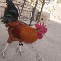 خروس کوردی