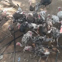 بوقلمون سرحال و چاق|حیوانات مزرعه|رامهرمز, |دیوار