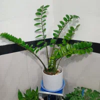 گل زامفولیا قیمت ۱میلیون ۲۰۰ هزار