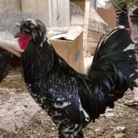 مرغ و خروس لهستانی