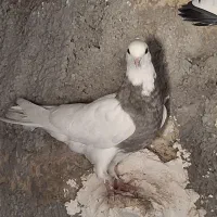 طوقی