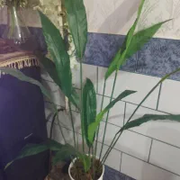 درختچه|گل مصنوعی|بندر امام خمینی, |دیوار