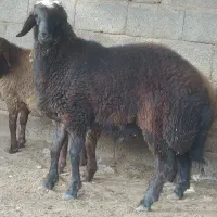 بر نر۶ماهه قوچی نشاندار