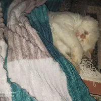 گربه پرشین کت|گربه|تهران, اتابک|دیوار
