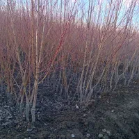 یک قطعه نهالستان یک ساله