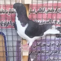 کفتر شهری