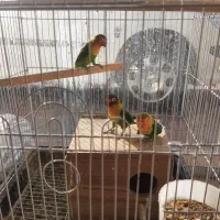 برزیلی جفت و تک|پرنده|اقبالیه, |دیوار