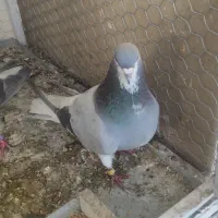 دمگیر روزگاری با جوجه