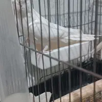 طوطی ماده البینو|پرنده|اندیمشک, |دیوار