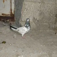 کبوتر پاکستانی|پرنده|خورموج, |دیوار