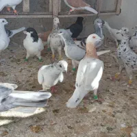 کبوتر گلچین|پرنده|قزوین, |دیوار