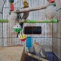 عروس هلندی جفت|پرنده|گنبد کاووس, |دیوار