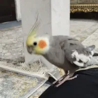 عروس هلندی سخنگو بازیگوش و شیطون