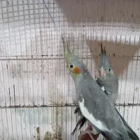 طوطی عروس وایت فیس.سینامون|پرنده|فریدونکنار, |دیوار