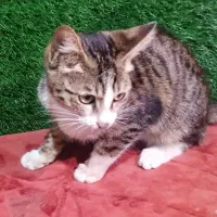 واگذاری رایگان بچه گربه