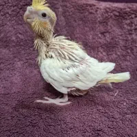 جوجه سرلاکی عروس هلندی