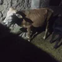 گوساله نر