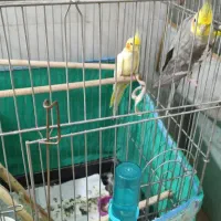 عروس هلندی معاوضه با کبوتر پرشی