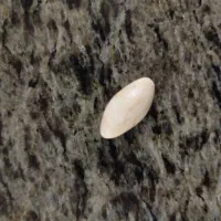 مهره اصلی|جواهرات|زابل, |دیوار