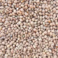 لوبیا آشی محلی