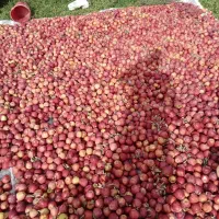 سیب|خوردنی و آشامیدنی|صفائیه, |دیوار