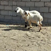 ۲عددبره نره|حیوانات مزرعه|بم, |دیوار