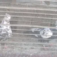 پلنگ زغالی پرشی