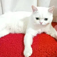 گربه پرشین اسکاتیش